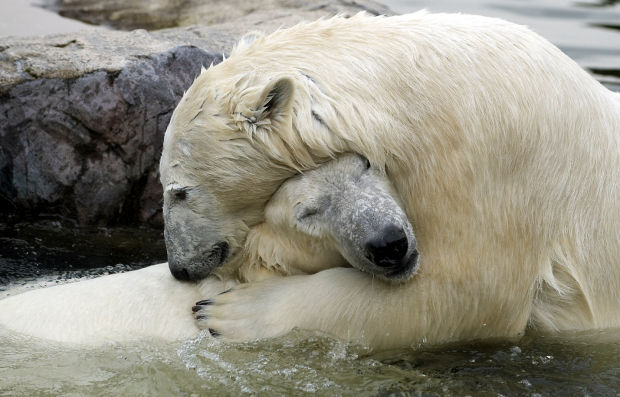 Animal shots of the week